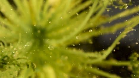 soft focus with nice bokeh alien botany plant with slow bubble and debris movement 60fps