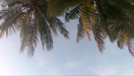 palm-leaves-during-sunset