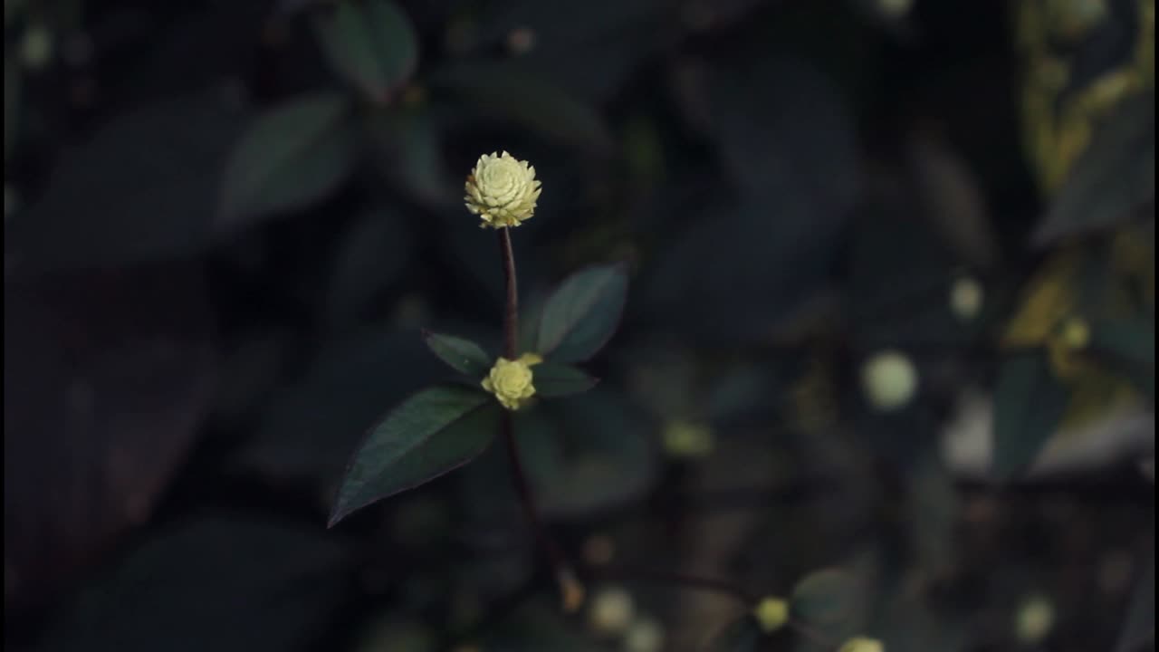 어두운 배경에 희미한 노란색 꽃