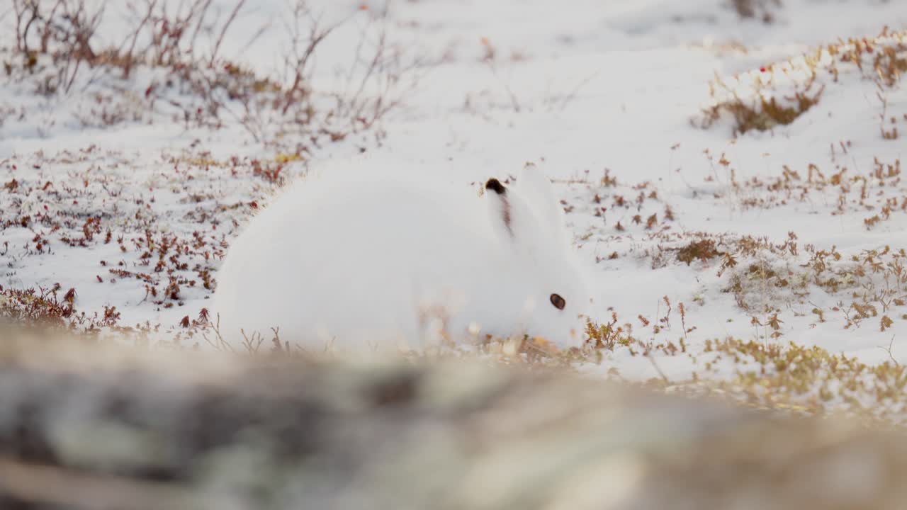 캐나다 마니토바 주 처칠 근처의 초기 겨울 눈 사이에서 맛있는  ⁇ 드라 식물 을 찾고 있는 북극 토끼