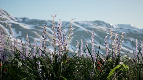 Campo-De-Lavanda-Con-Cielo-Azul-Y-Cubierta-Montañosa-Con-Nieve