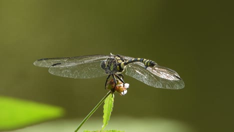 libélula tigre en flor uhd mp4 4k