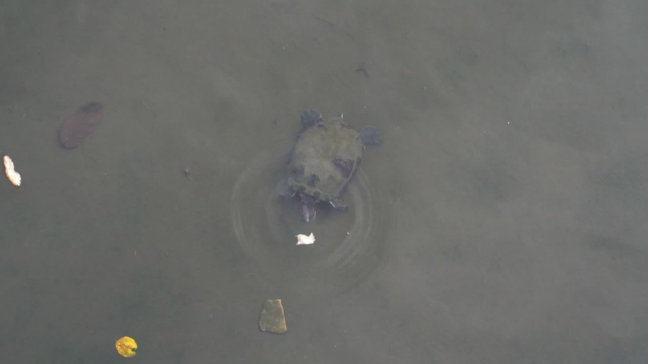 tortuga nadando y comiendo pan, canal en singapur