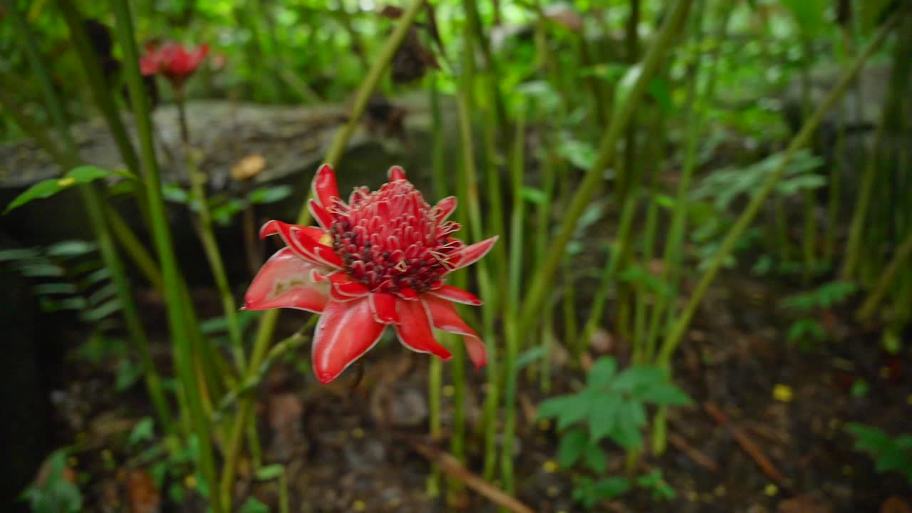 video de plantas increíbles de un jardín botánico en victoria en la isla de mahe en las seychelles