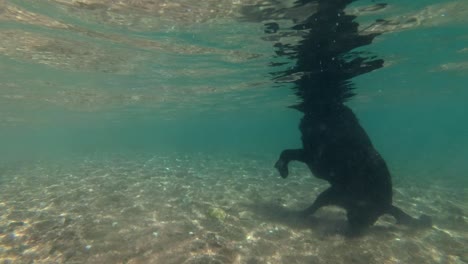 black dog swim on surface of water and dives for stone to the seabed. underwater shot, 4k-60fps. red sea, dahab, egypt
