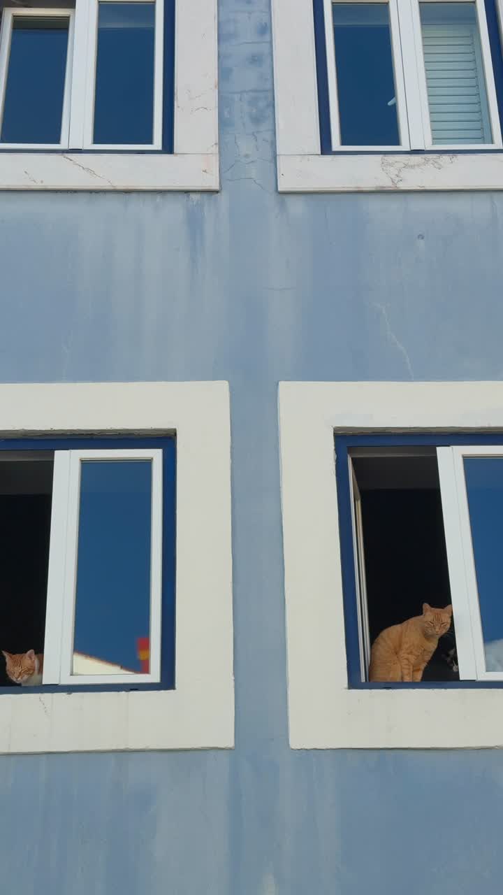 Orange Cats Looking Out of Windows in a Blue Building
