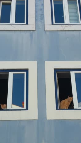 orange cats looking out of windows in a blue building