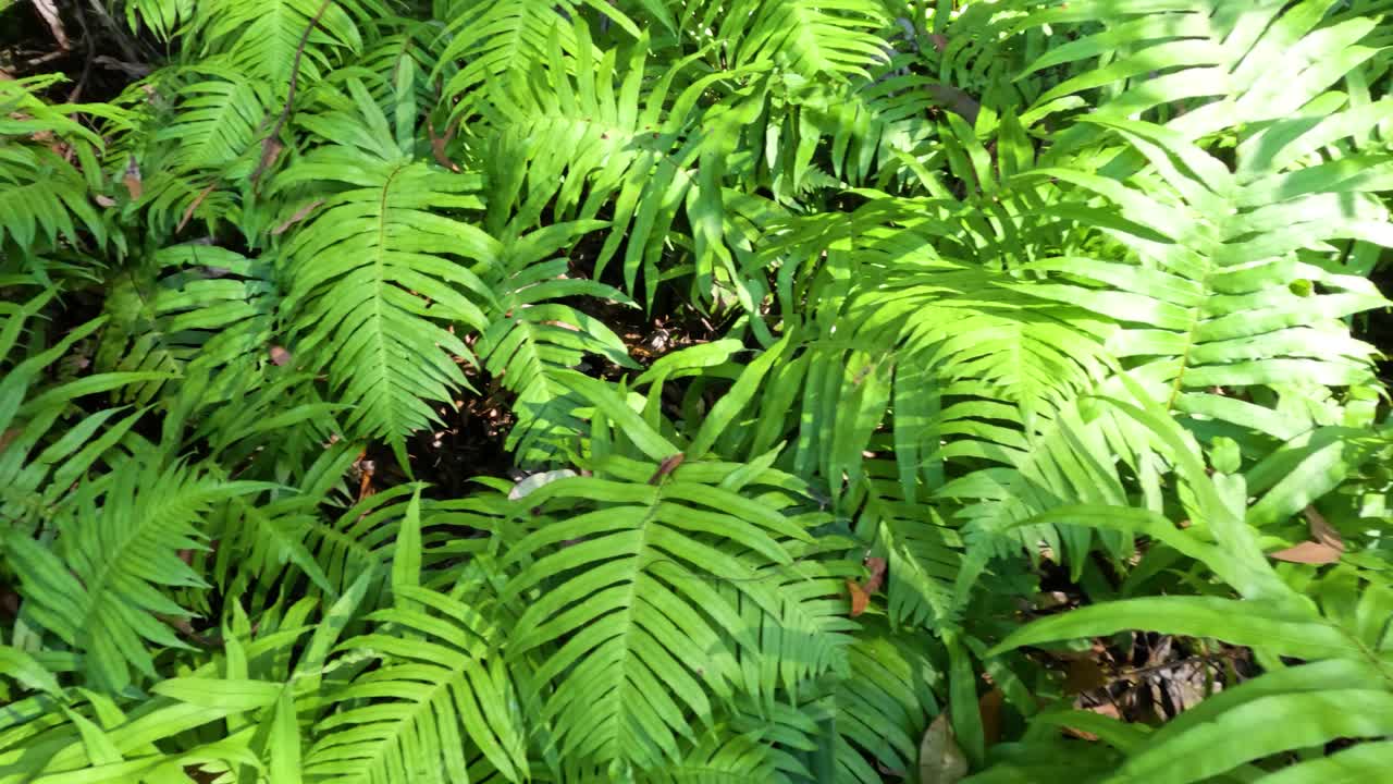 los helechos verdes exuberantes se balancean suavemente en el bosque.