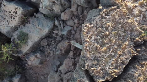 a white horned goat standing on volcanic rock in northern aruba