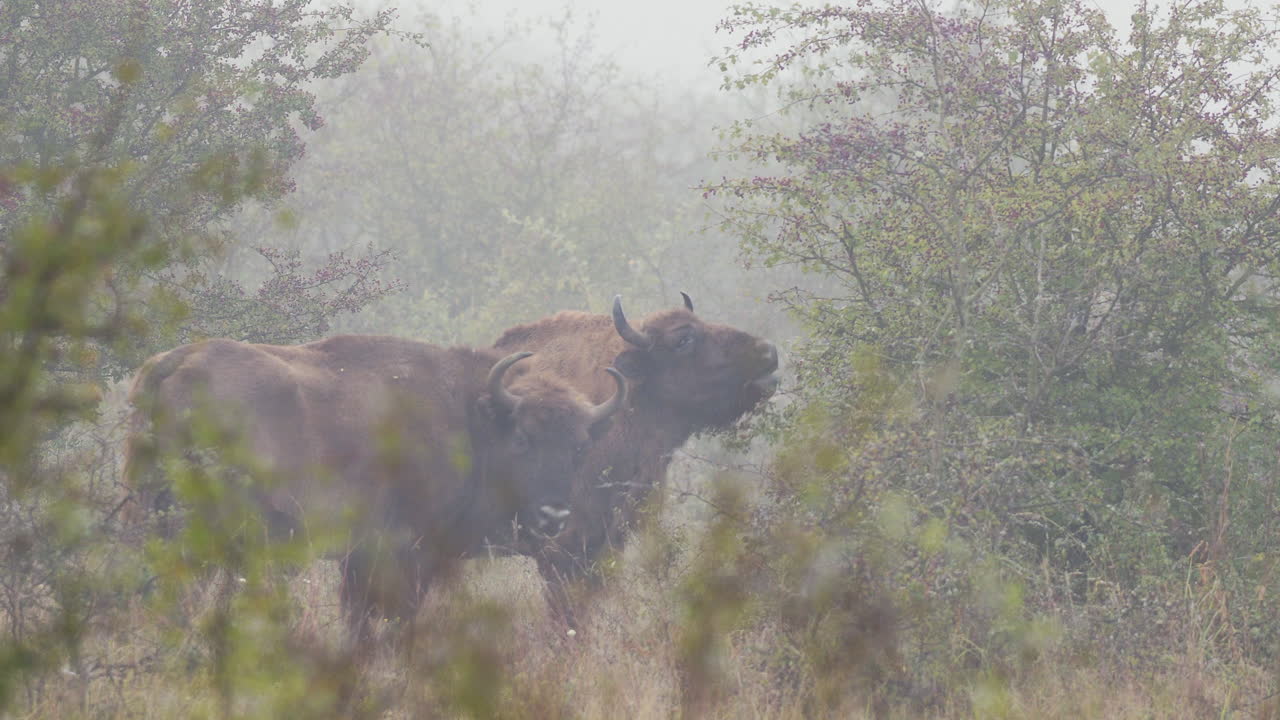 Pair of european bison bonasus eating leaves from a bush,fog,Czechia
