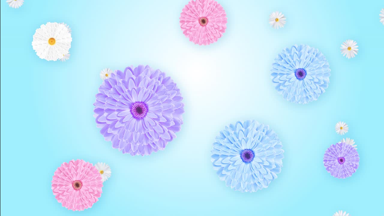 Gently moving and popping out colorful daisy flowers in full bloom randomly spinning motion