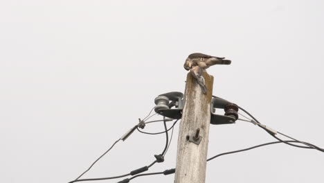 merlin falcon bird of pray eating a smaller bird atop telephone pole