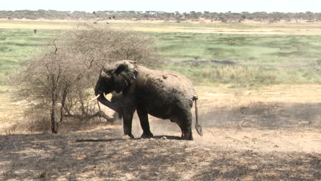 African-elephant-juvenile-throwing-sand-after-his-bath-in-the-marsh,-Ndutu,-Tanzania