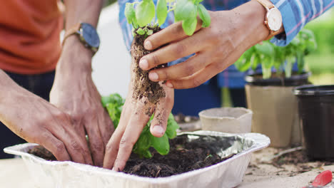 manos de una pareja afroamericana plantando hierbas en el patio trasero