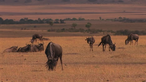 Eine-Herde-Gnus-Weidet-Und-Ruht-Auf-Der-Ebene