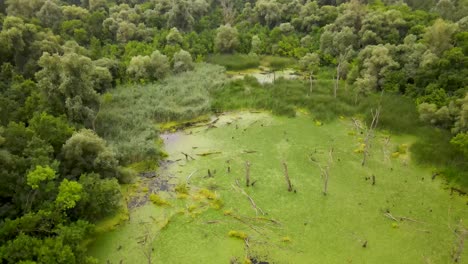 small pond in wetland with dead trees and green algae on surface