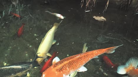 koi in pond at mall