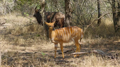 Two-african-deers,-nyalas,-male-and-female,-grazing-in-the-wild-of-the-Kruger-National-Park,-in-South-Africa