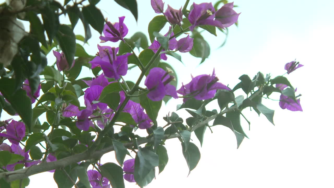 보라색 부겐빌리아 꽃