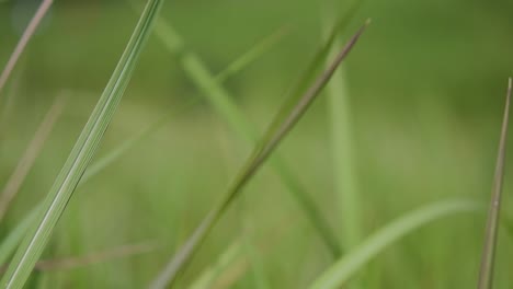 Ein-Mehrjähriges-Gras,-Das-Im-Tropischen-Und-Subtropischen-Asien-Beheimatet-Ist-Und-Auch-In-Mehrere-Länder-Eingeführt-Wurde