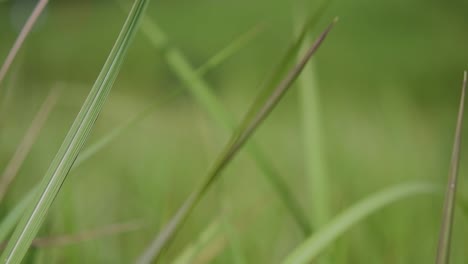 una hierba perenne originaria de asia tropical y subtropical y también introducida en varios países