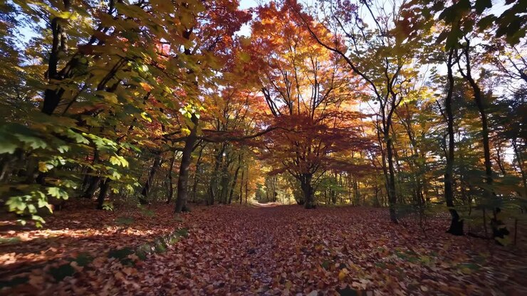A mesmerizing video captures a low-angle view of a forest path, blanketed in vibrant autumn leaves