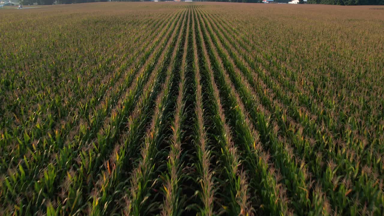 una vista aérea sobre un campo de maíz en un día soleado