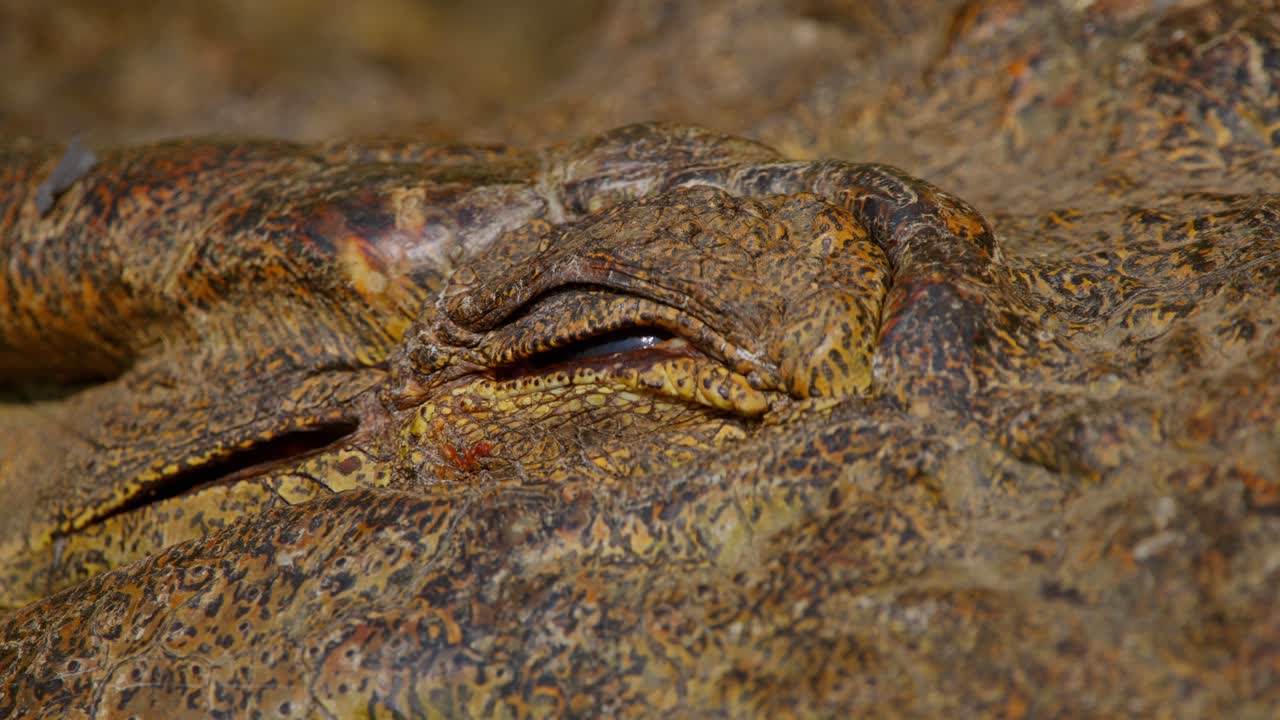 Extreme close-up of a Nile crocodile (Crocodylus niloticus) showing its textured skin and partially closed eye, captured near the Nile River in Murchison Falls National Park Uganda.