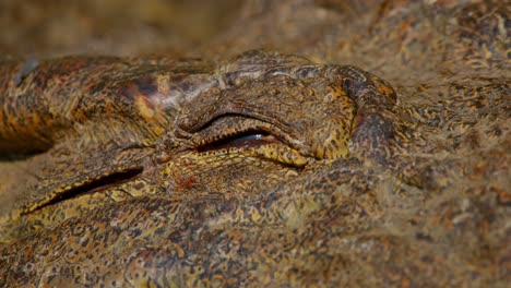 extreme close-up of a nile crocodile (crocodylus niloticus) showing its textured skin and partially closed eye, captured near the nile river in murchison falls national park uganda.