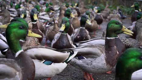 slow motion gimbal shot of mallard ducks gathering in a group