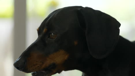 dachshund dog barking in domestic environment, close up face view