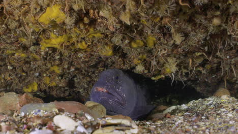 atlantikwolf-eel-fisch versteckt sich in seiner höhle in kaltem wasser atlantik-kanada