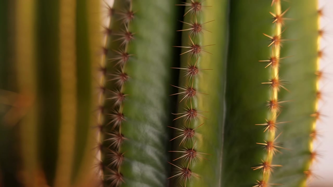 Et detaljert nærbilde av en kaktus i naturlige omgivelser, som viser dens grønne og brune nyanser med en nøytral stemning. Ovenfra-perspektivet fremhever plantens tekstur og struktur.