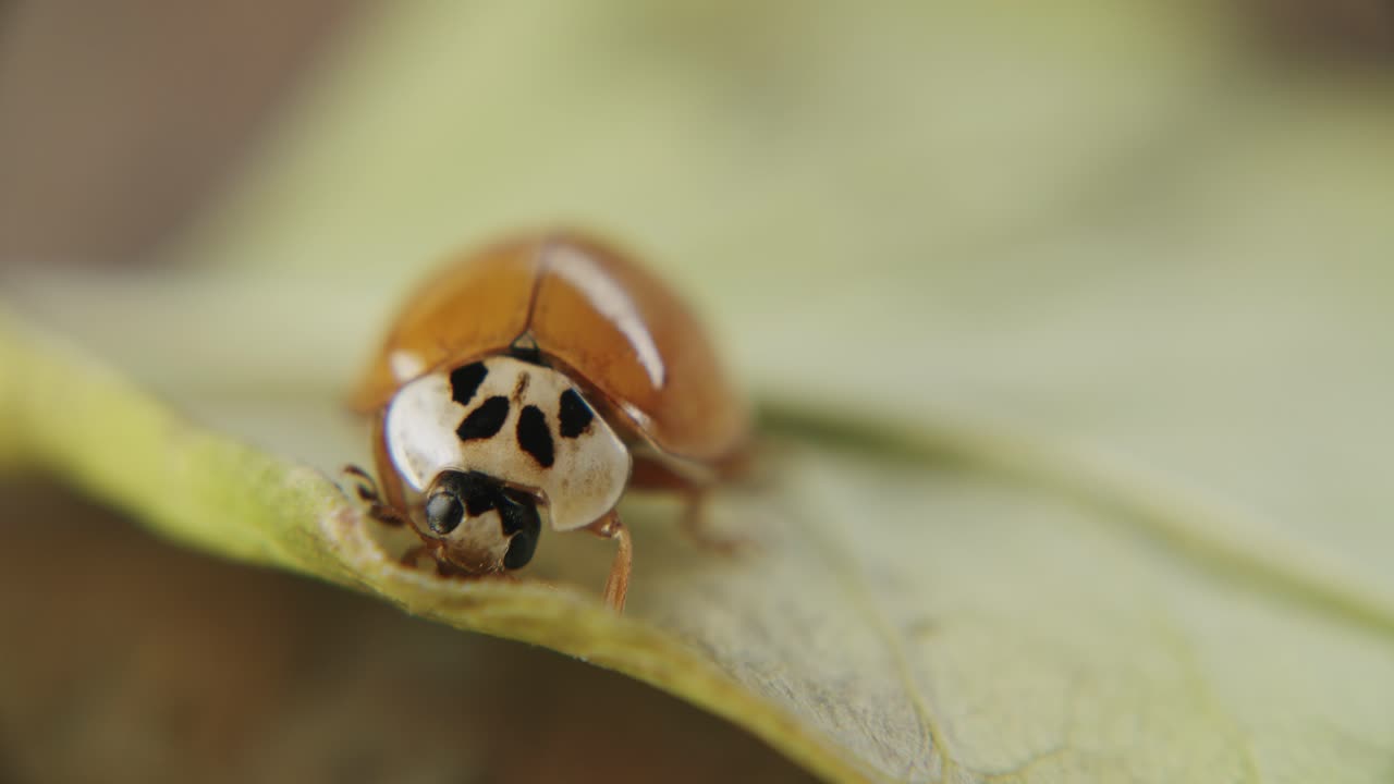 점이 없는 ladybuy의 매크로 샷과 잎 표면을 가로질러 걷는 반사 날개