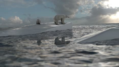 polar bears on melting ice