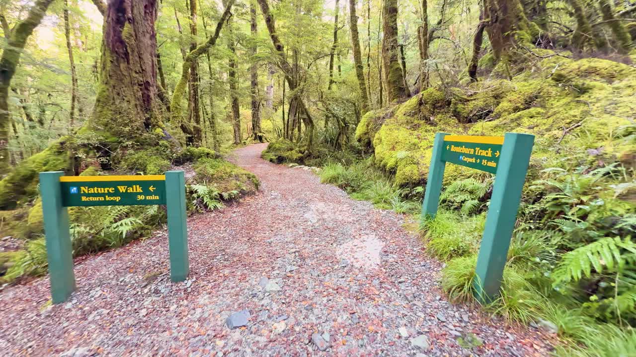 Steady camera glides through lush temperate forest, passing trail signs and vibrant green moss