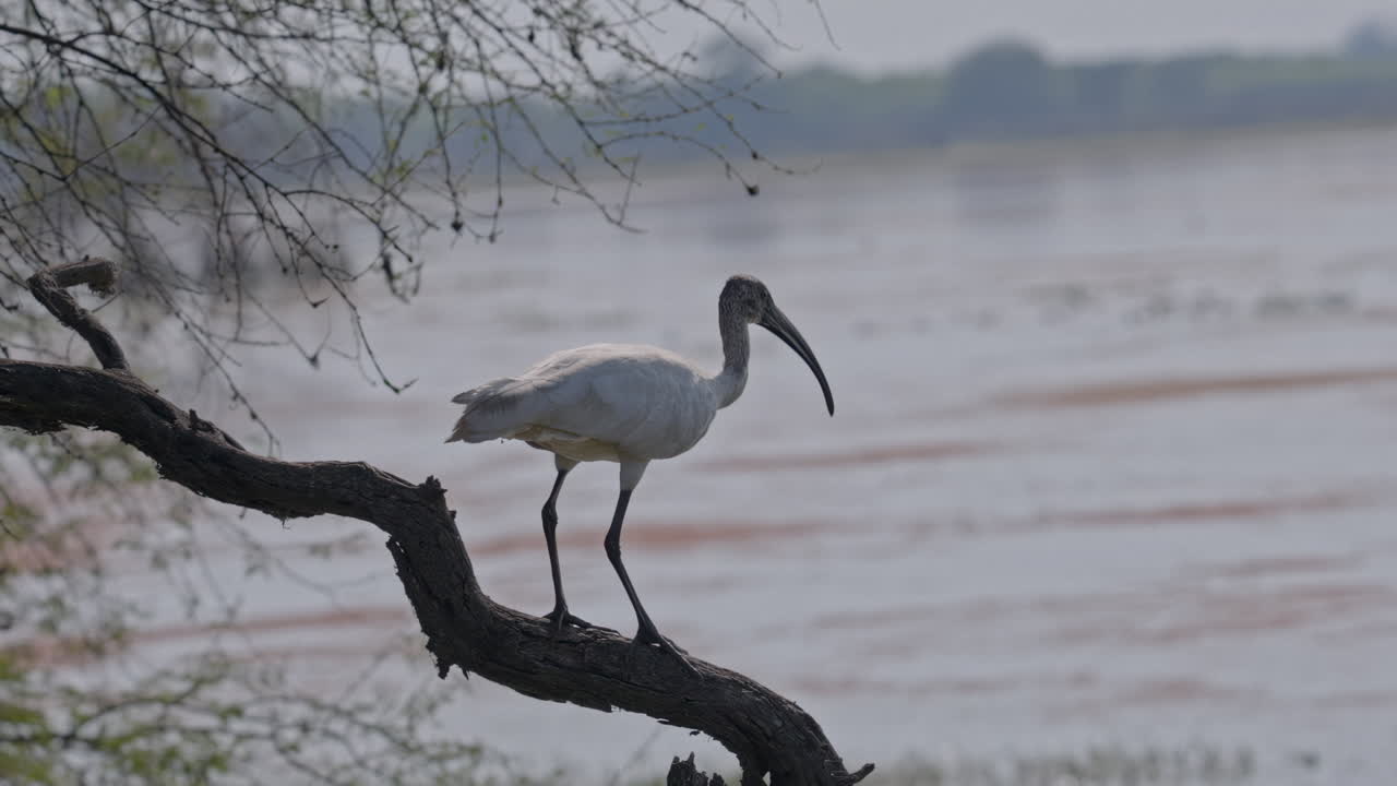 Orientvit ibis sittande på en flodnära trädgren som lättar till flykt i slowmotion över lugnt vatten under tidigt morgonljus.