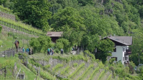 hiking through a vineyard on a hillside