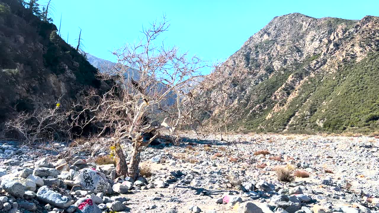 Dead tree in a valley dry creek bed in Angeles National Forest