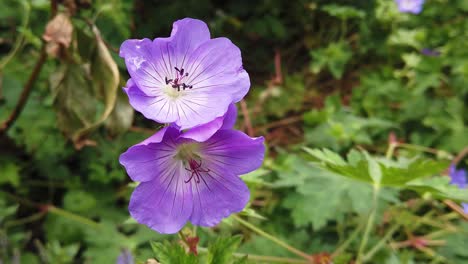 Zwei-Blüten-Der-Geranium-Roxanne-Pflanze-Wachsen-In-Einem-Englischen-Landgarten