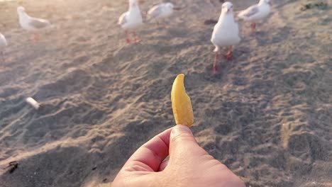 First-person-view-of-a-hand-holding-a-chip-as-a-seagull-grabs-it