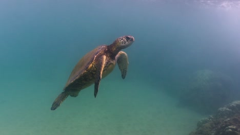 green sea turtle underwater