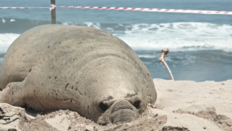un enorme elefante marino se mueve por la playa.