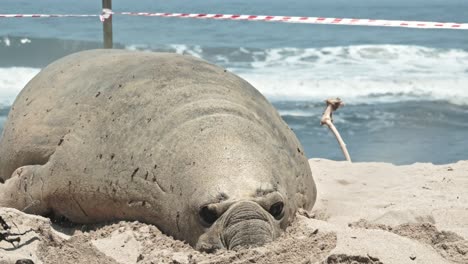 huge bull elephant seal wiggles his way up the beach