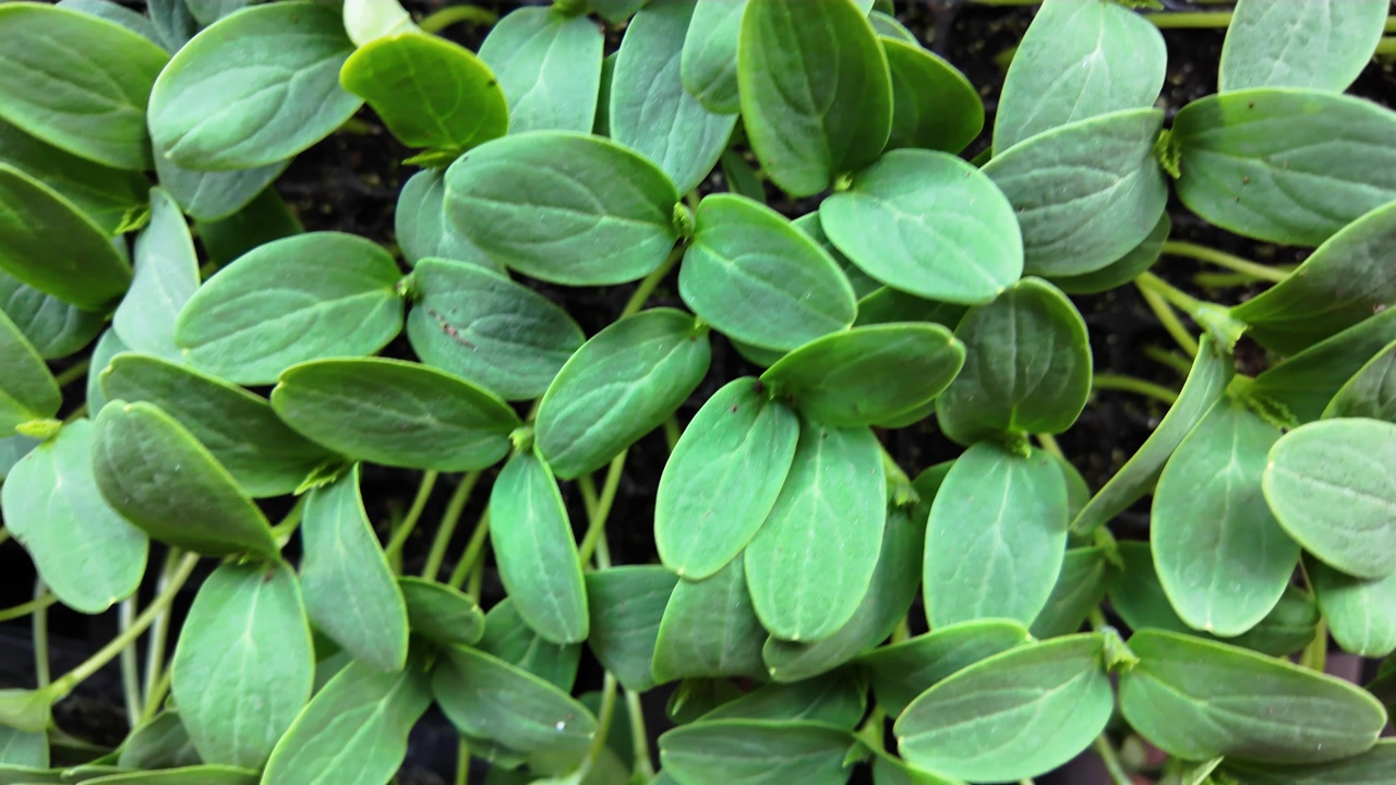 Close-up vibrant green leaves and healthy development of young cucumber vegetable sprouts in a controlled agricultural environment, green cotyledons in a commercial germination tray (Cucumis sativus)
