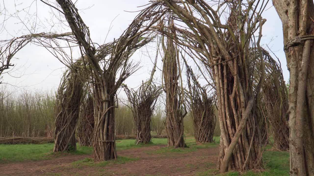 escultura de la catedral de sauce de 4k en taunton somerset sin hojas