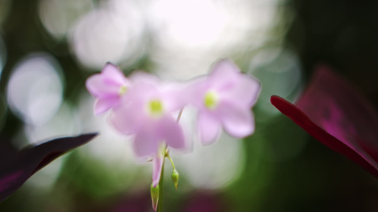 Splendidi fiori rosa di Phalaenopsis crescono allo stato selvatico e ondeggiano lentamente nel vento, estate selvaggia
