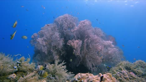 huge pink gorgonian sea fan waving in gentle current while tropical reef fish feed around it