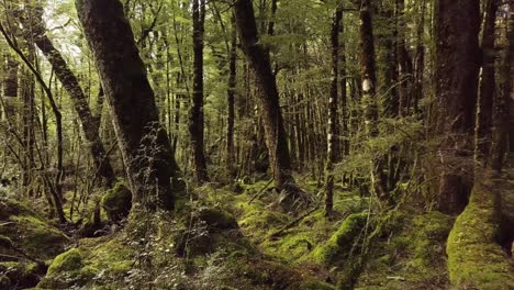 sun shining between trees in natural forest at fiordland national park