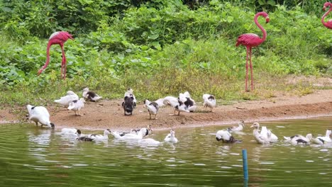 ducks and flamingos by the pond